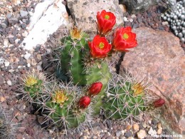 Echinocereus triglochidiatus  